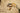 Oval Sunglasses